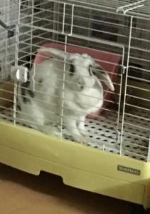 すし