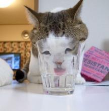 かわち