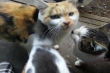ノラ猫のクロ