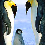 3わのペンギン