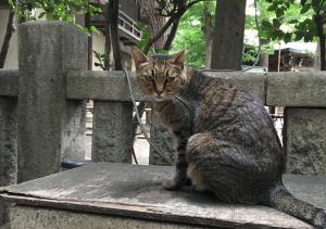 Q.q.9,CUE(キュー)