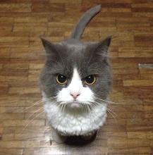 ひこなつ