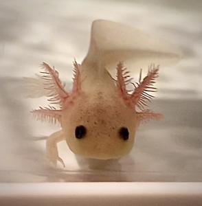 なこ