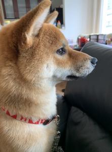 すっすー