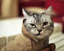 アイス食べたい