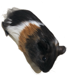 ハム太郎サムライ