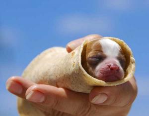ホットドッグ