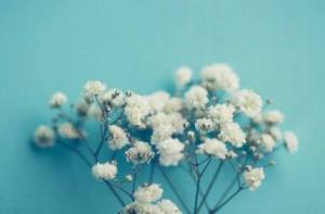 Baby's breath blooms