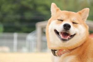 じんぺ
