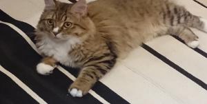 仔猫ニヒリスト