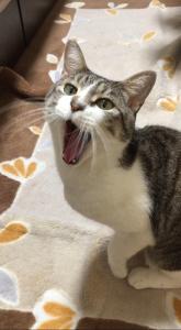ときわ