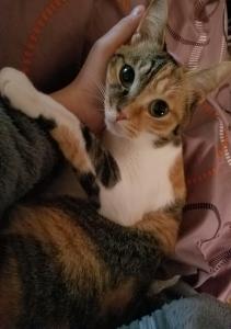れいかるさん