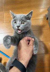 りりちょんちょん