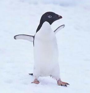 あでりーぺんぎん