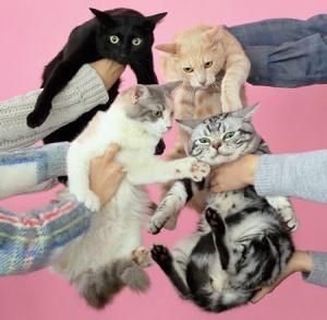 ししゃもねこ