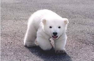 ふーある茶