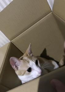 セリアン