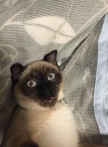 うっぴー