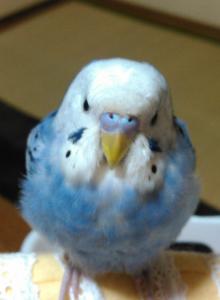 クールに宅急便