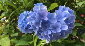 美央菜
