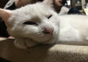 カシャマ