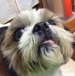 どすこい親方