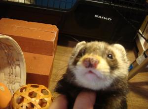 Weasel