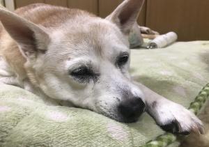 アンリ