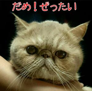 村上マーシ