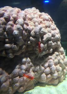 曉 琉架