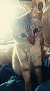 ma chang