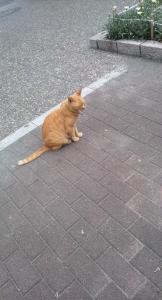 猫目