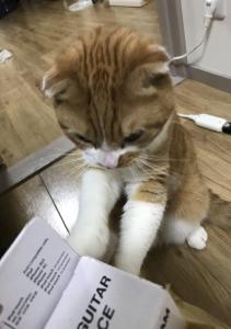 パンの耳