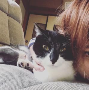ねことしき