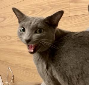 まえかばん
