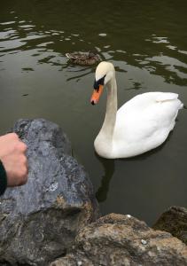あひる しおり