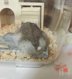 虹晴