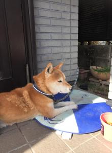 松の篤の木