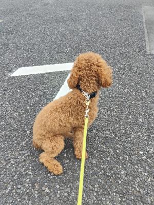 もねお