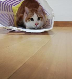 さとよし