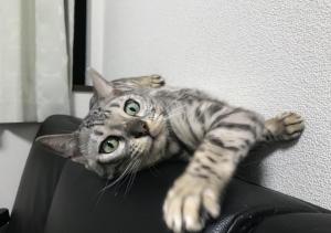 VITO コルレオーネ