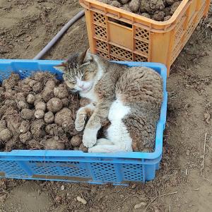 たわしん