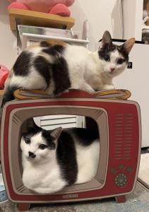 こえだ