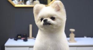 個体値MAXのぴっぴ