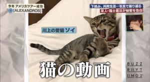 バンドで食べていきたい抹茶