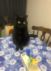 黒猫たんご