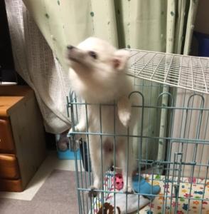 カロリー