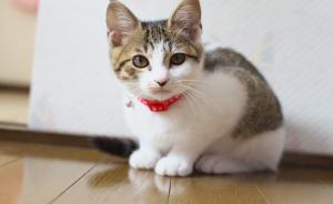 すぬーぴー