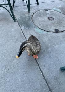 春華
