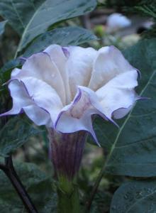 My name is DATURA